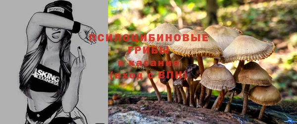 стафф Гусев